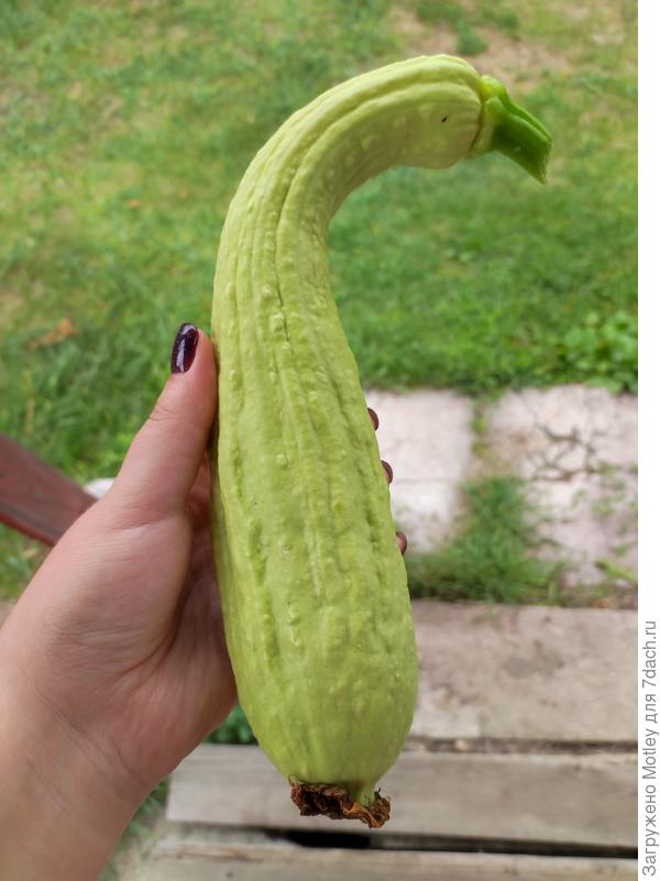 Что выросло