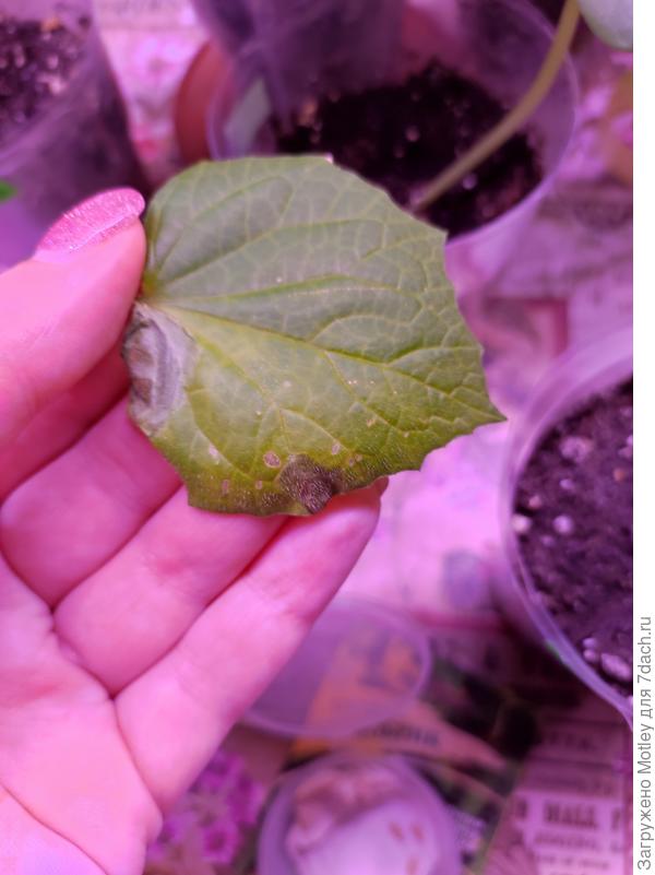 Лист огурца