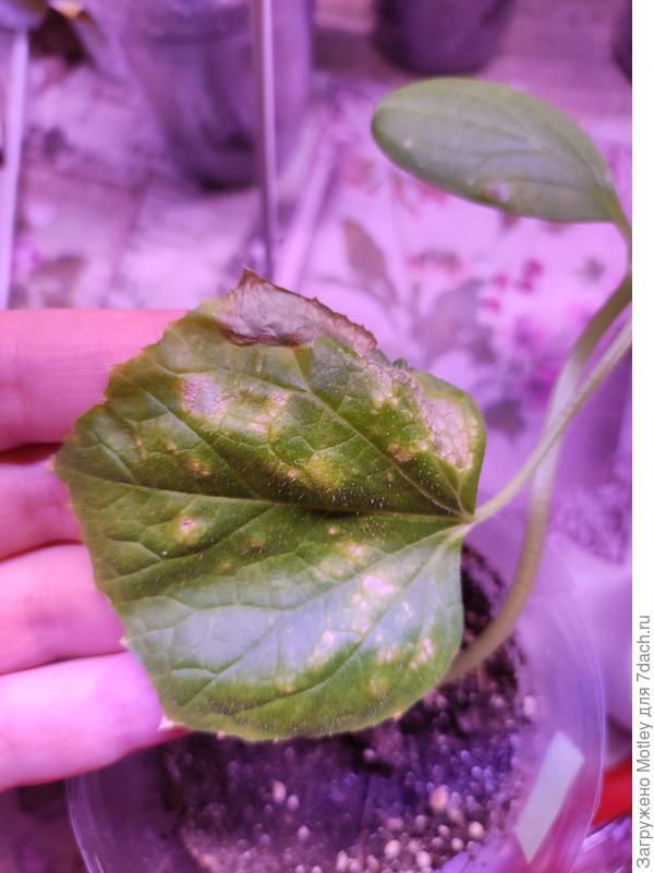 Лист огурца