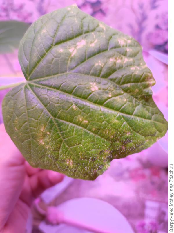 Лист огурца