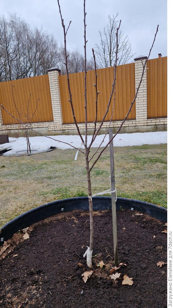 Яблоня Народное