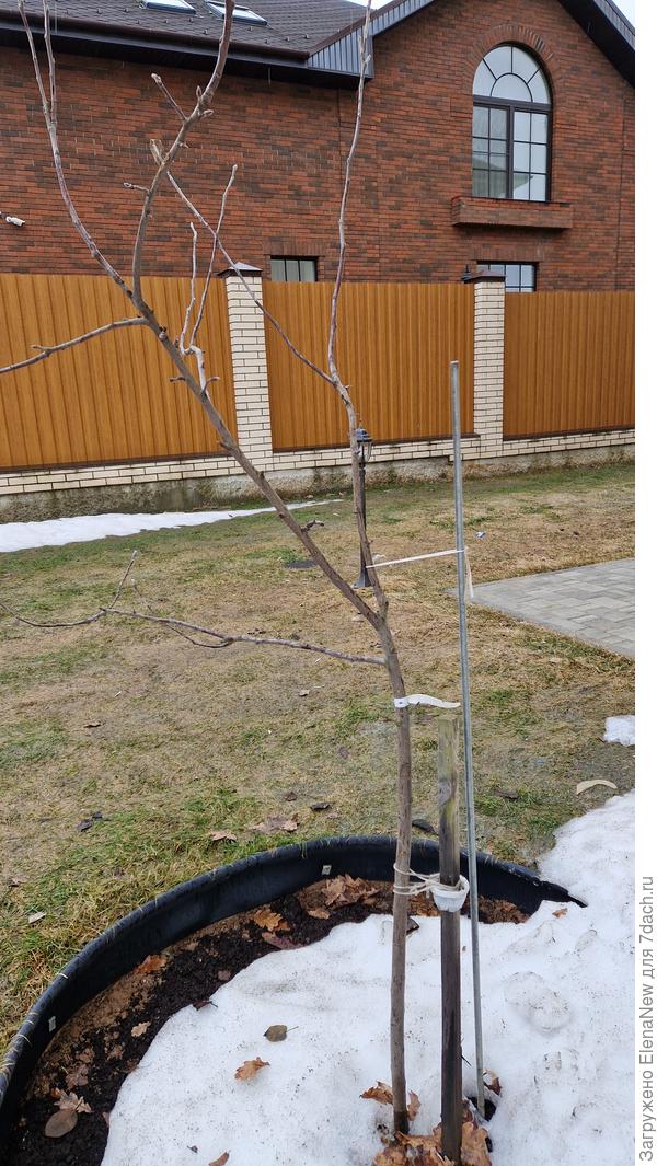 Яблоня Мантет