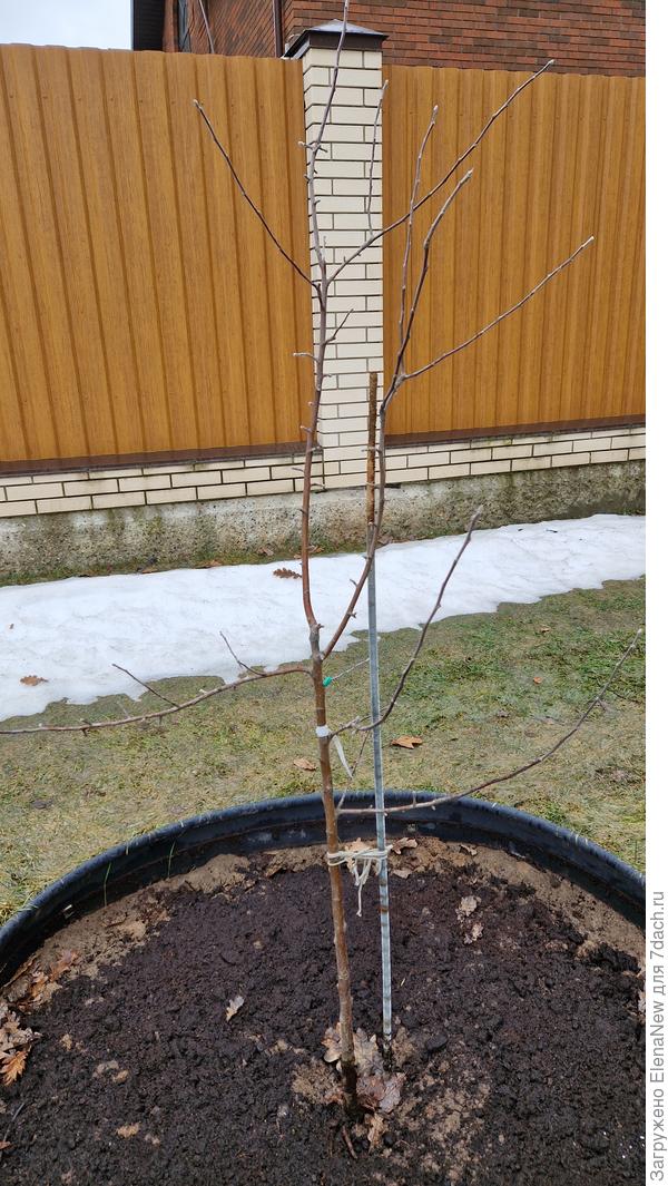 Яблоня Спартан