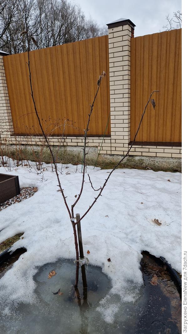 Яблоня Мечта