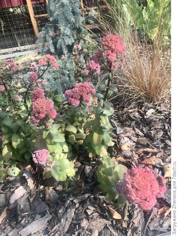 stejné sedum