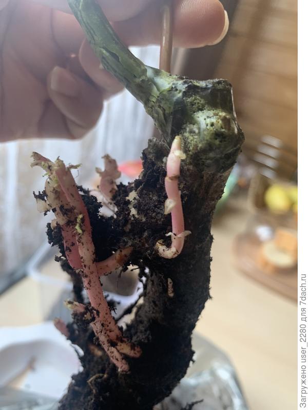 Где зеленое это и есть прививка?