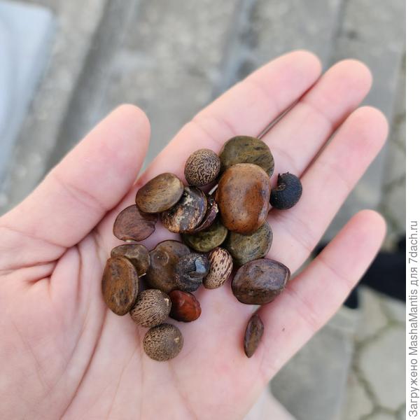 Собранные в НБС семена Глицинии Японской и Трахикарпуса.