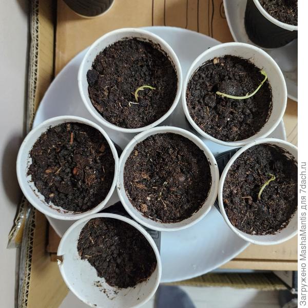 Сеянцы глицинии. Март 2023.