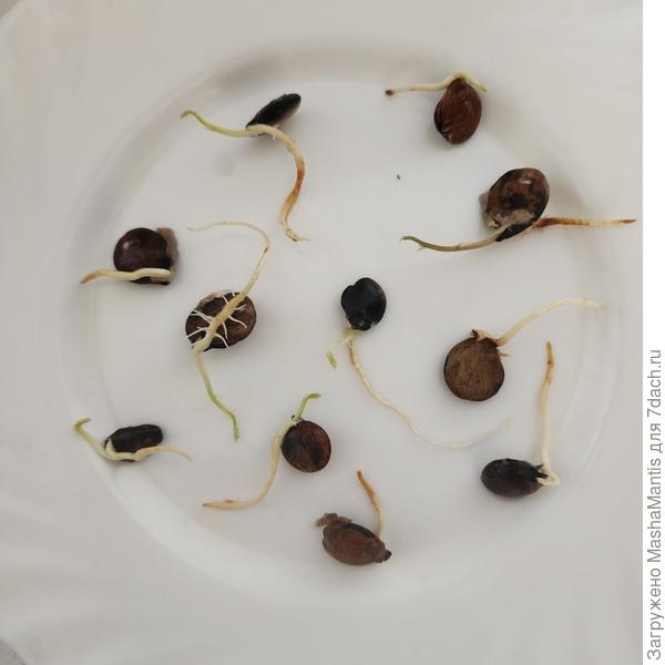 Пророщенные семена глицинии.