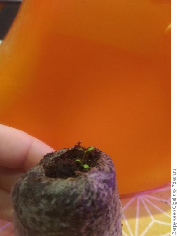 Спасибо за Ваш ответ! Она у меня такая уже около месяца(((( посажена в феврале,вышла в середине февраля.