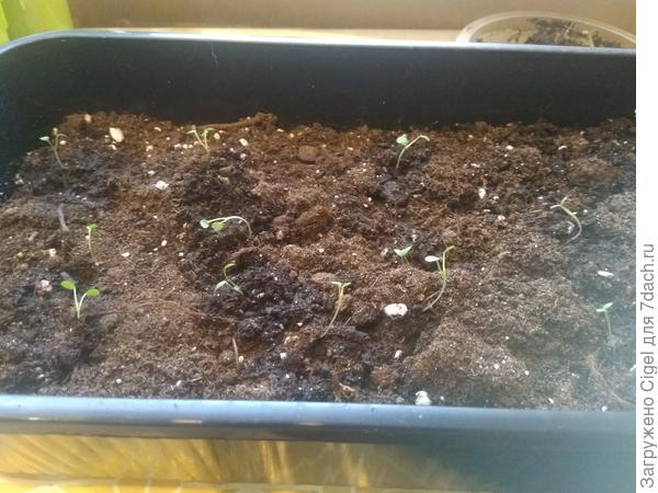 Фиалки 19 апр