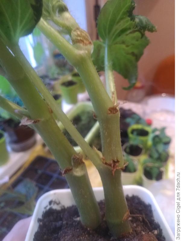 Дырочка на стебле