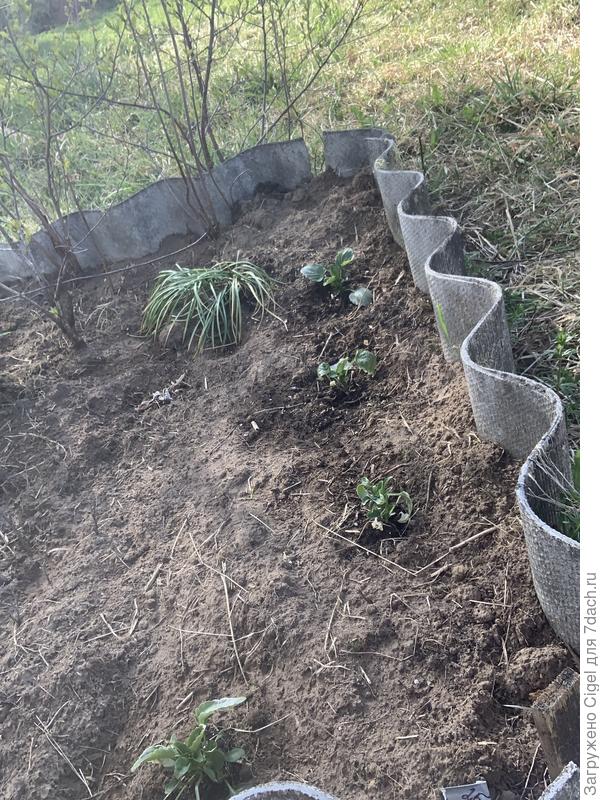 Фиалки прижились. И еще крокусы стоят, уже отцвели