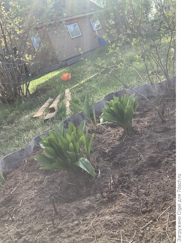 Ну тюльпаны еще сами по себе растут. Еще бабушкой посажены