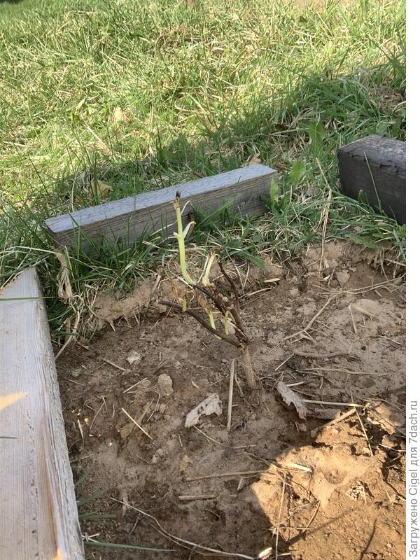 А это моя гортензия. Все листья засохли и отвалились после пересадки из горшка. Очень за нее переживаю