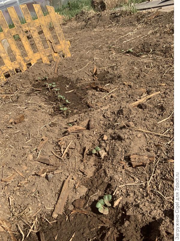 А вот и редисочка. Не знаю когда прореживать