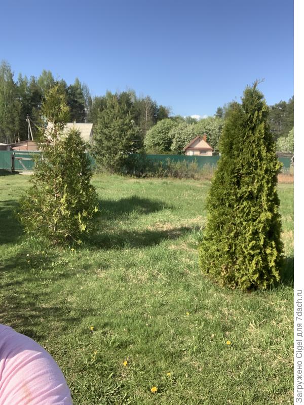 Посмотрите на тут. Одна густая и пушистая, другая жиденькая. Их подкармливают?