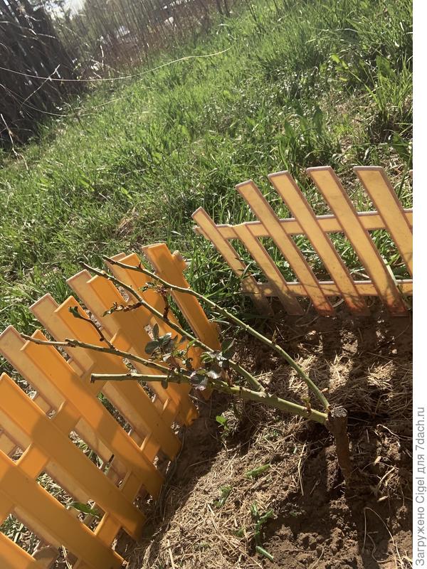 Роза Дон Жуан в полном порядке