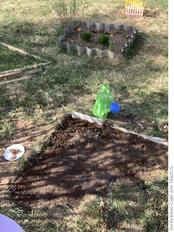 Углом 6 гладиолусов. Причем одни очистила от сухих шкурок,другие нет. Посмотрим в чем разница