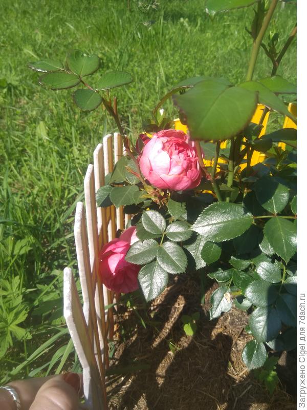 Роза зацвела.))