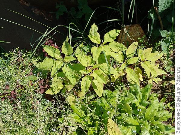 Амарант рядом с незабудками