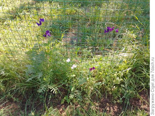 Душистый горох