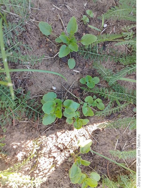 Фиалки Ромео и джульетта