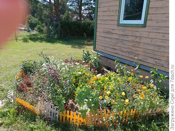 Палисадник августа