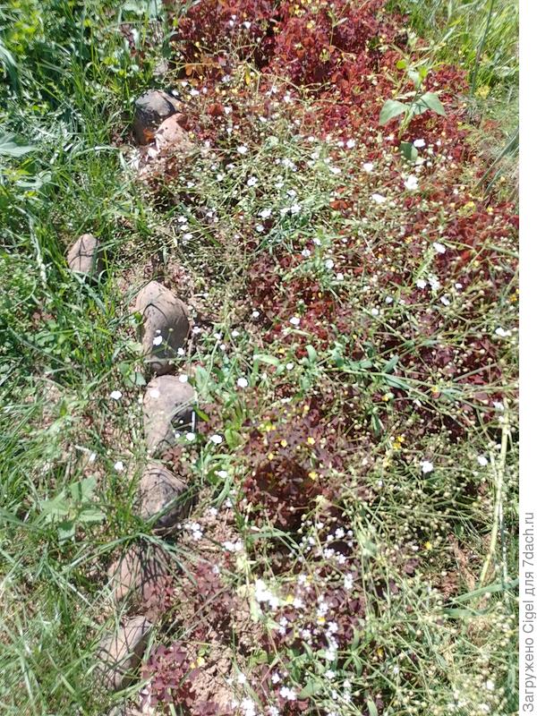 Гипсофилы на излете