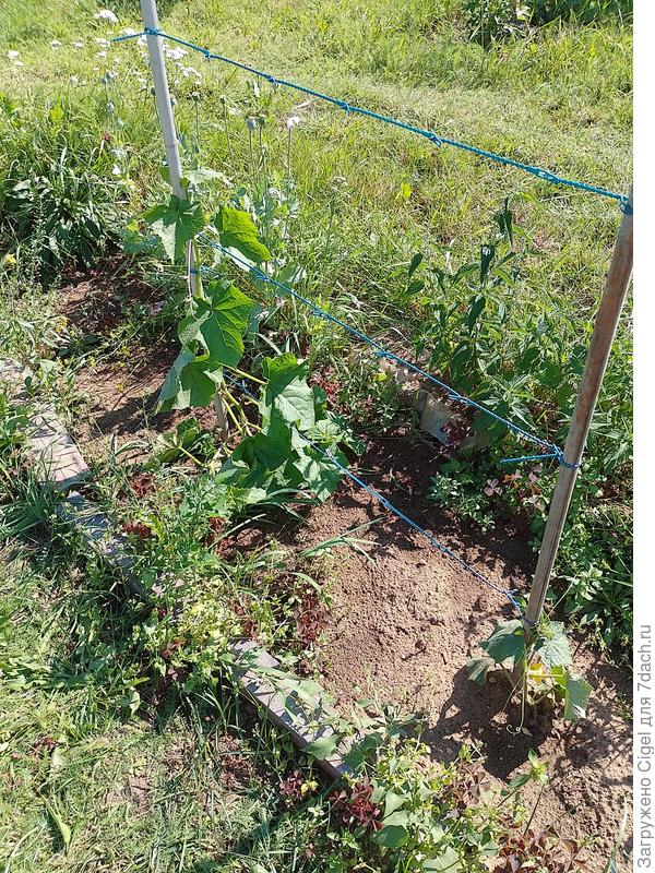 Огурцы уличные