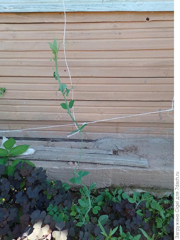 Душистый горох прямовгрунтный