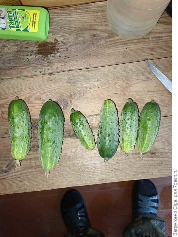 Огурчики с одного растения