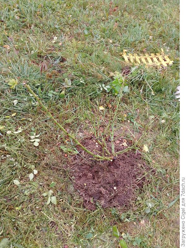 Обрезанная роза