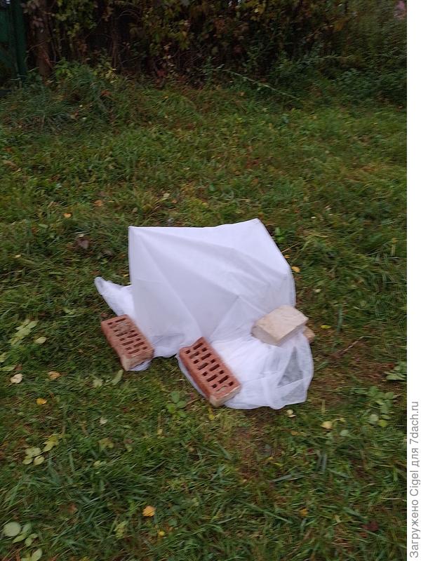 Плетистая роза