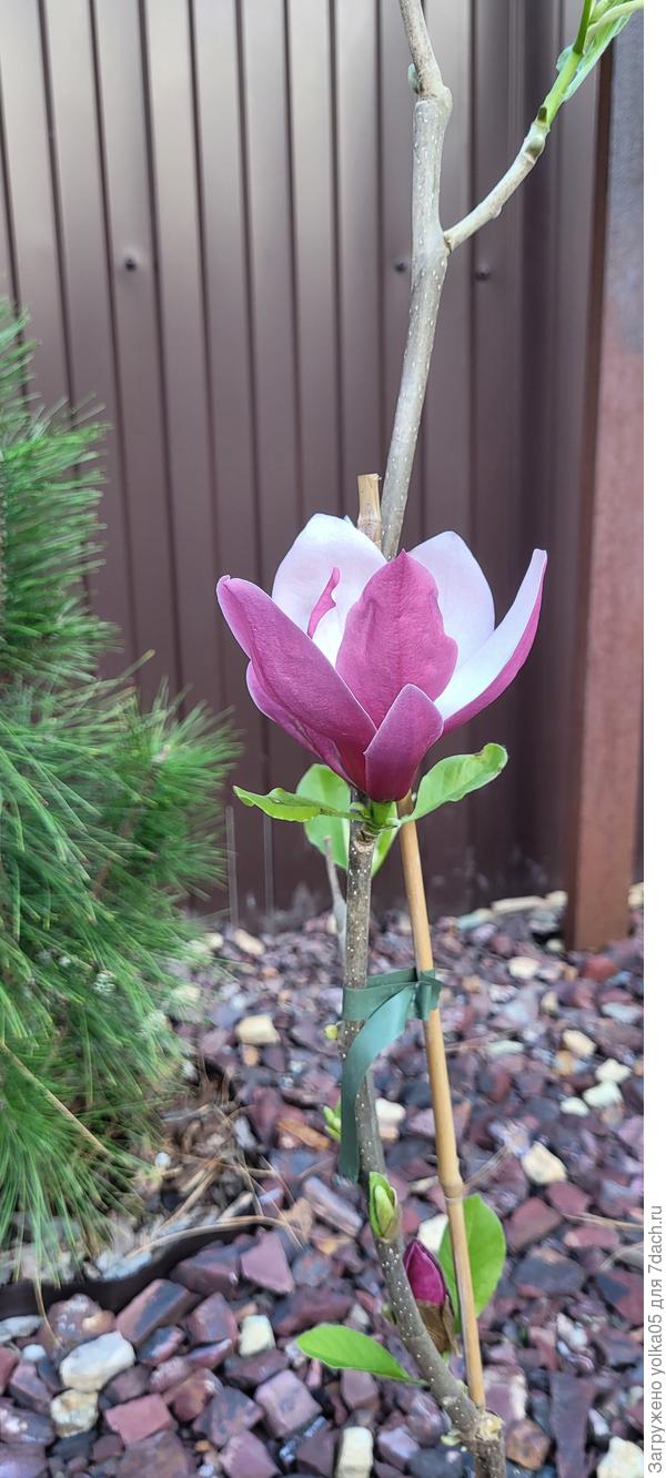 Мач тилл фрост. Цветок распустился 💖