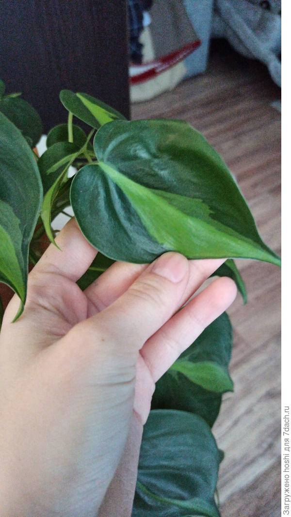 Волны на листе