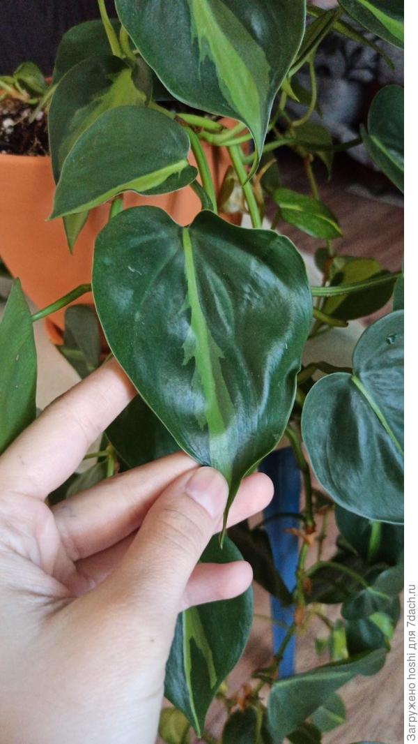 Волны на листе