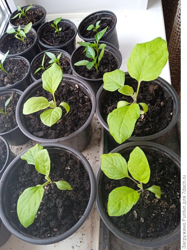 Первая в жизни рассада баклажан