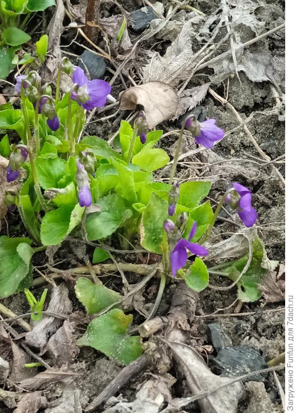 Первые цветы