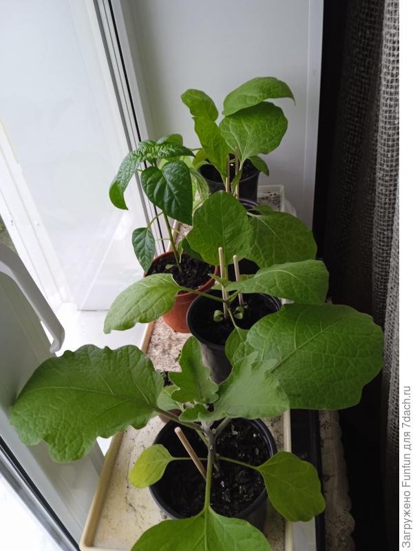 Мы с подоконником были не готовы к такой мощи и красоте❤