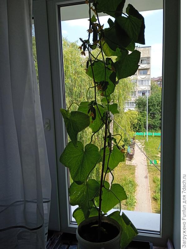 Мой немного побитый жизнью)))