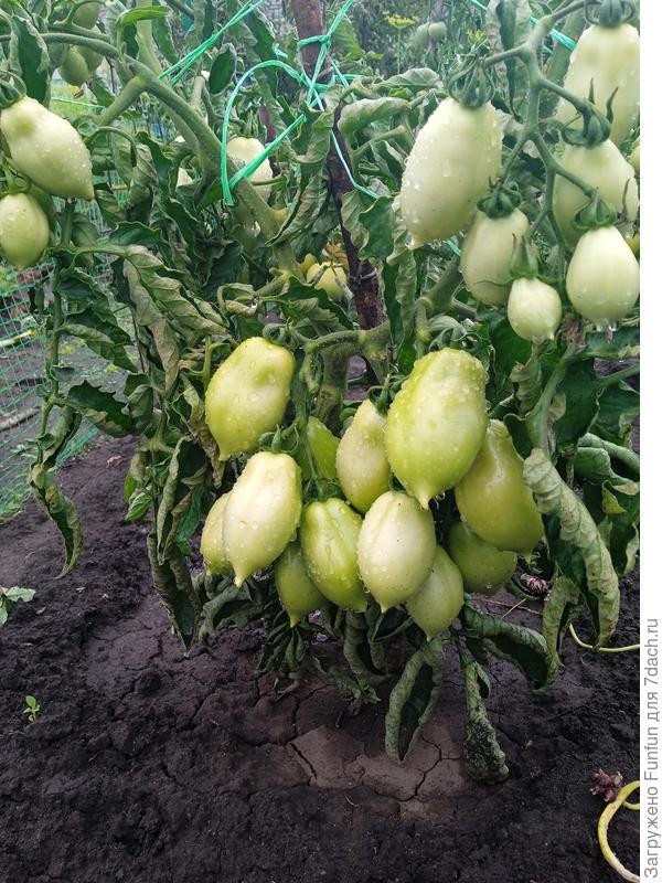 Банан красный