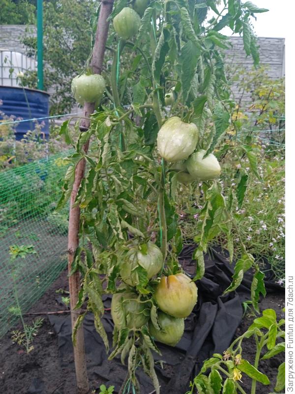 Воловье сердце