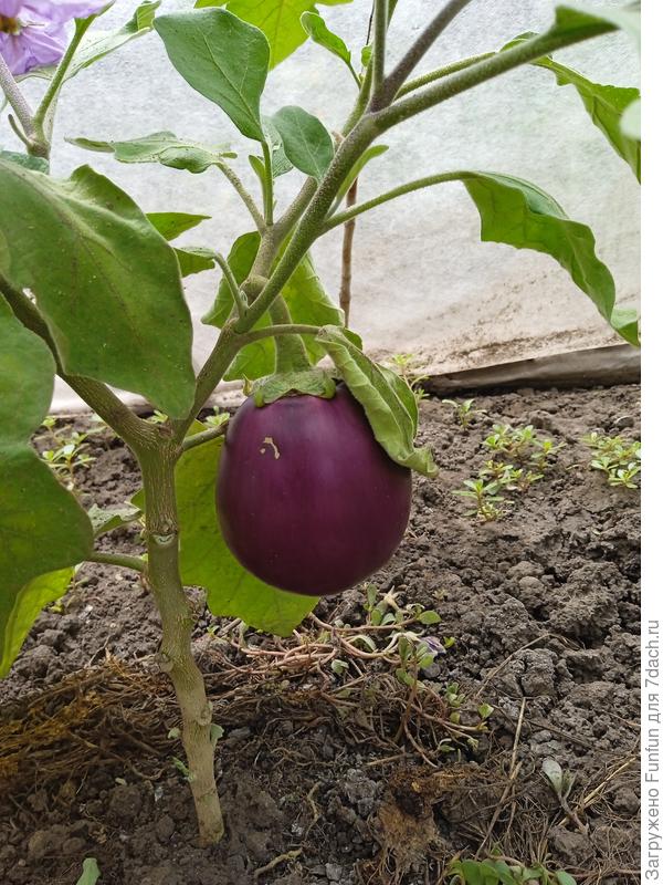 Почти помидорчик 😁😍