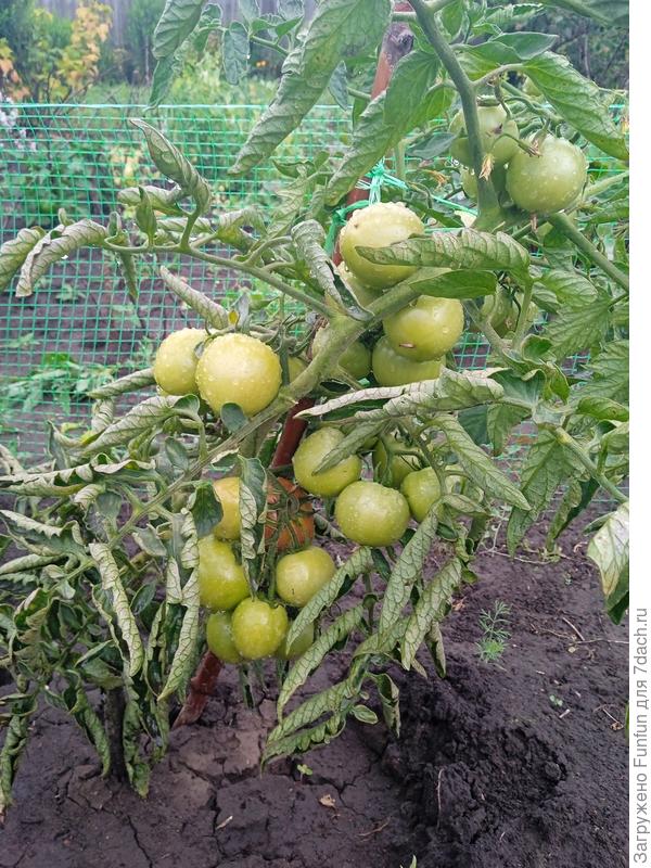 Ранний красный