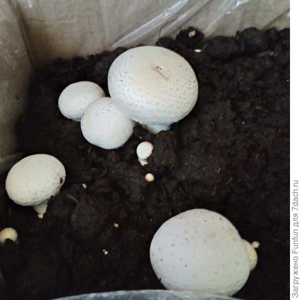 Шампиньоньчики в квартире