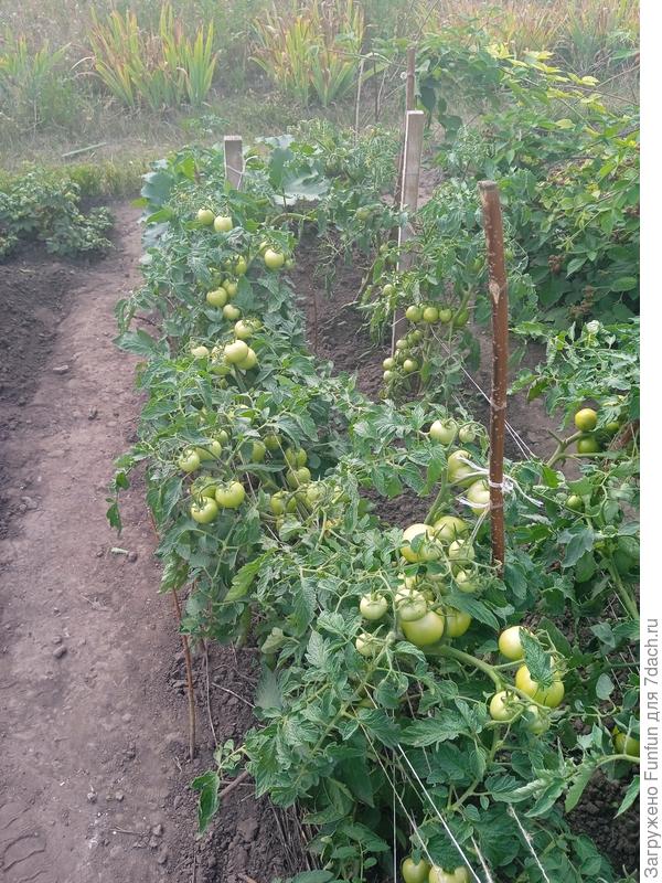 Ряд Саньки и ряд &amp;quot;ранний красный&amp;quot;