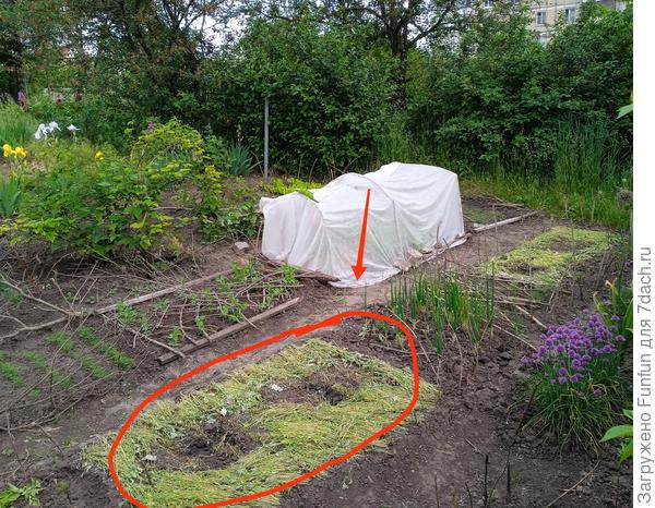 Грядка с посеянным кабачками