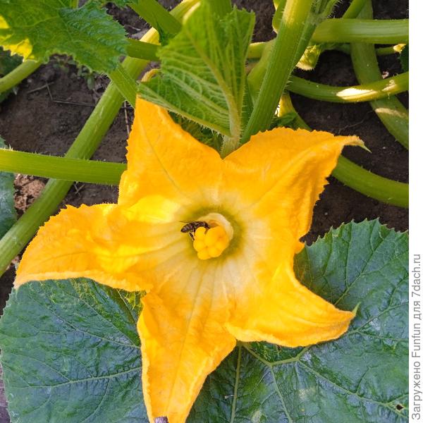 Трудяга-пчёлка на цветке кабачка