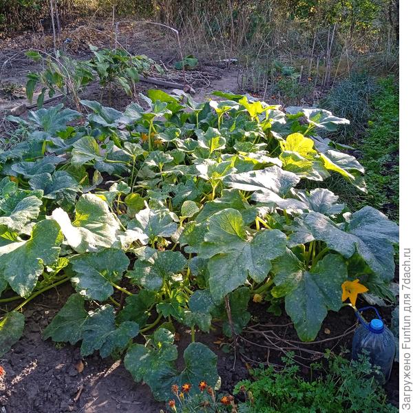 Конец сентября.